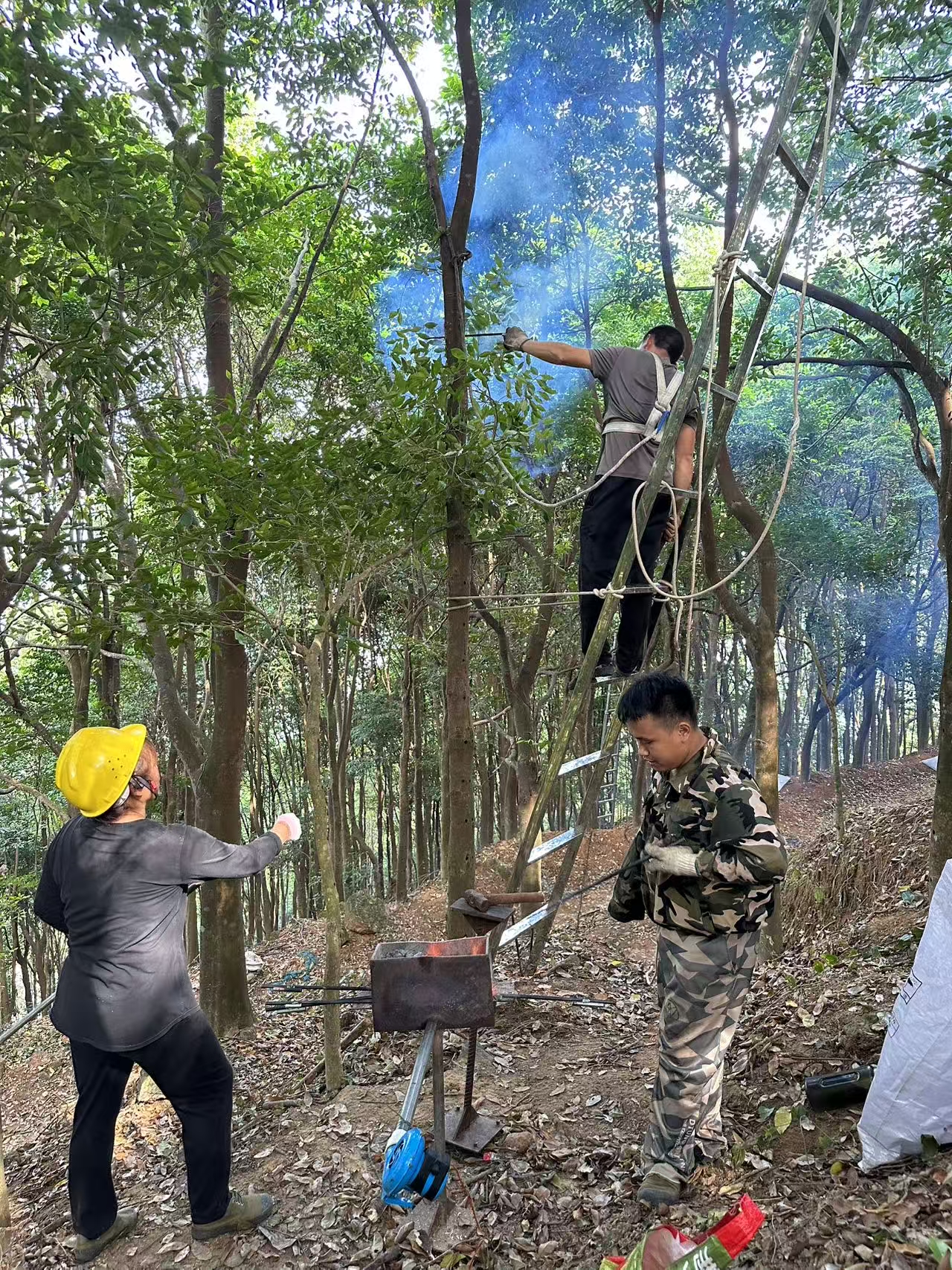惠州罗浮山沉香种植基地正式投入使用